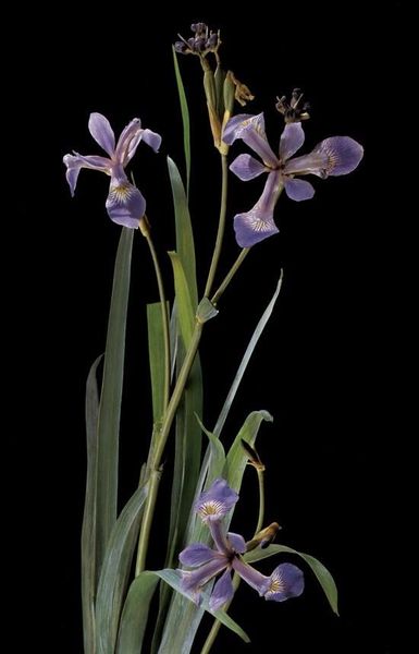 Leopold Blaschka et Rudolf Blaschka Iris. verre. Dresden, Germany, 1863 - 1890