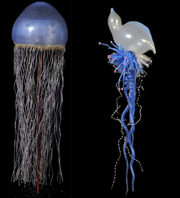 Leopold Blaschka et Rudolf Blaschka, verre.