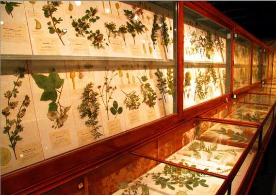 Glass flower collection (1890-1930s) de Leopold & Rudolph Blaschka du Harvard Museum of Natural History. Cambridge