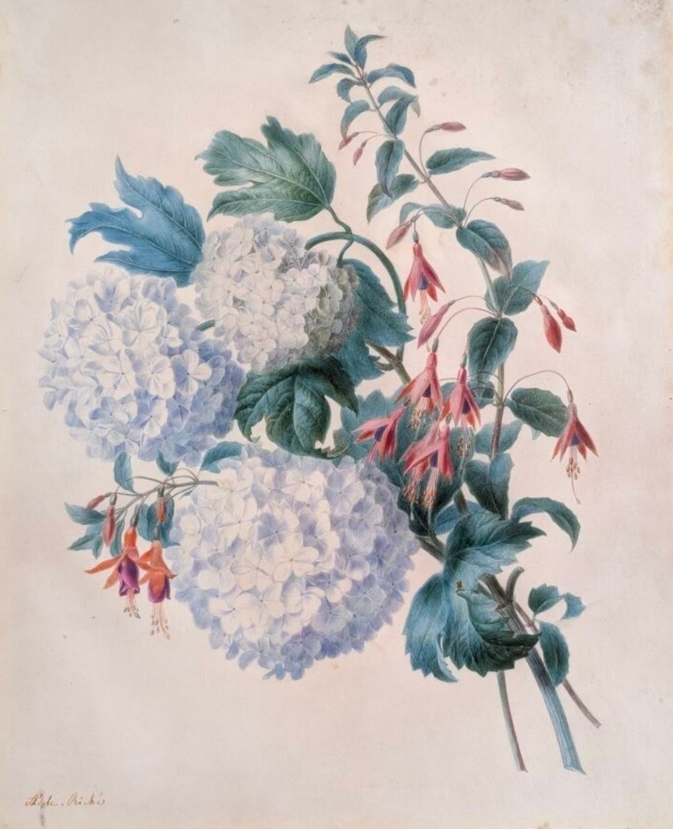 RICHE Adèle (1791-1887) - Jeté de Fleurs - Aquarelle Gouachée et Crayon noir sur Vélin