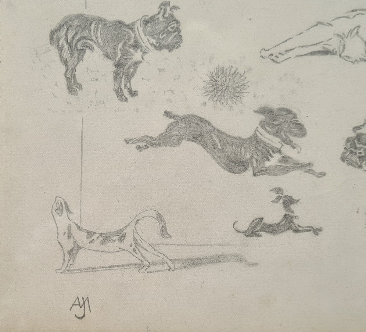 Entre chats et chiens par Jacques Nam V-photo-2