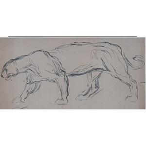 Fauve de profil