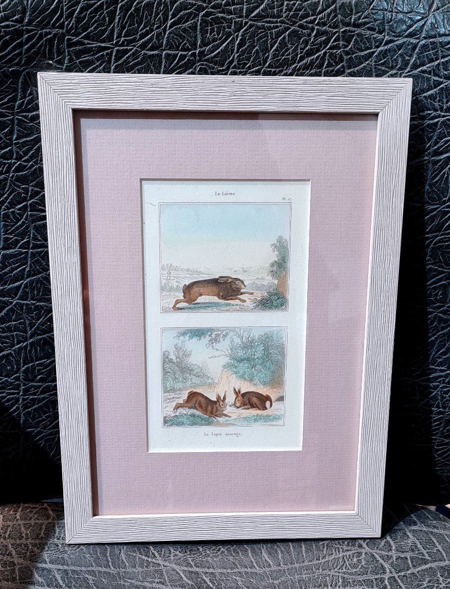 Buffon Watercolor Color Framed The Wild Rabbit And The Hare-photo-3