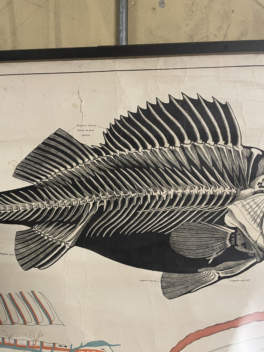 Ancienne affiche anatomique de la Perche Deyrolle-photo-2