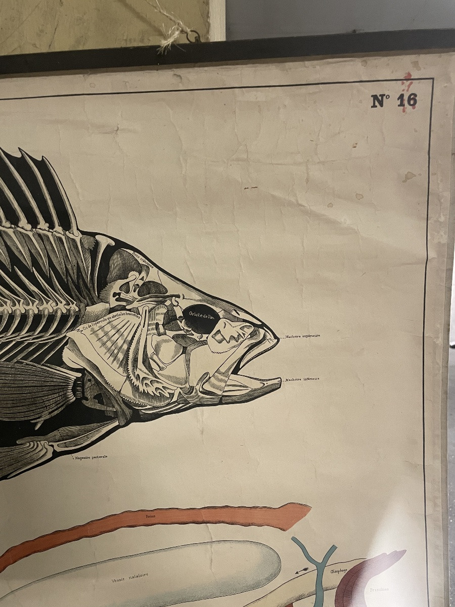 Ancienne affiche anatomique de la Perche Deyrolle-photo-3
