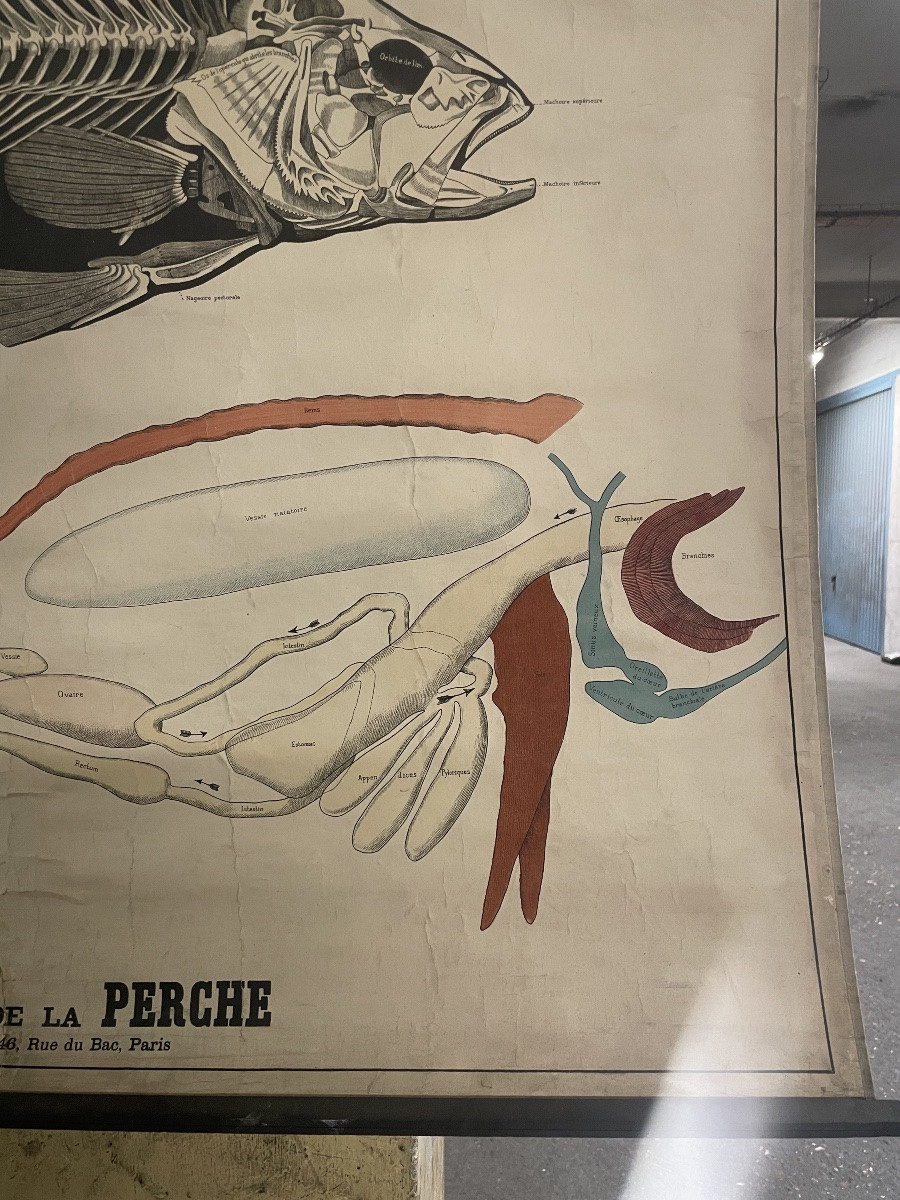 Ancienne affiche anatomique de la Perche Deyrolle-photo-1