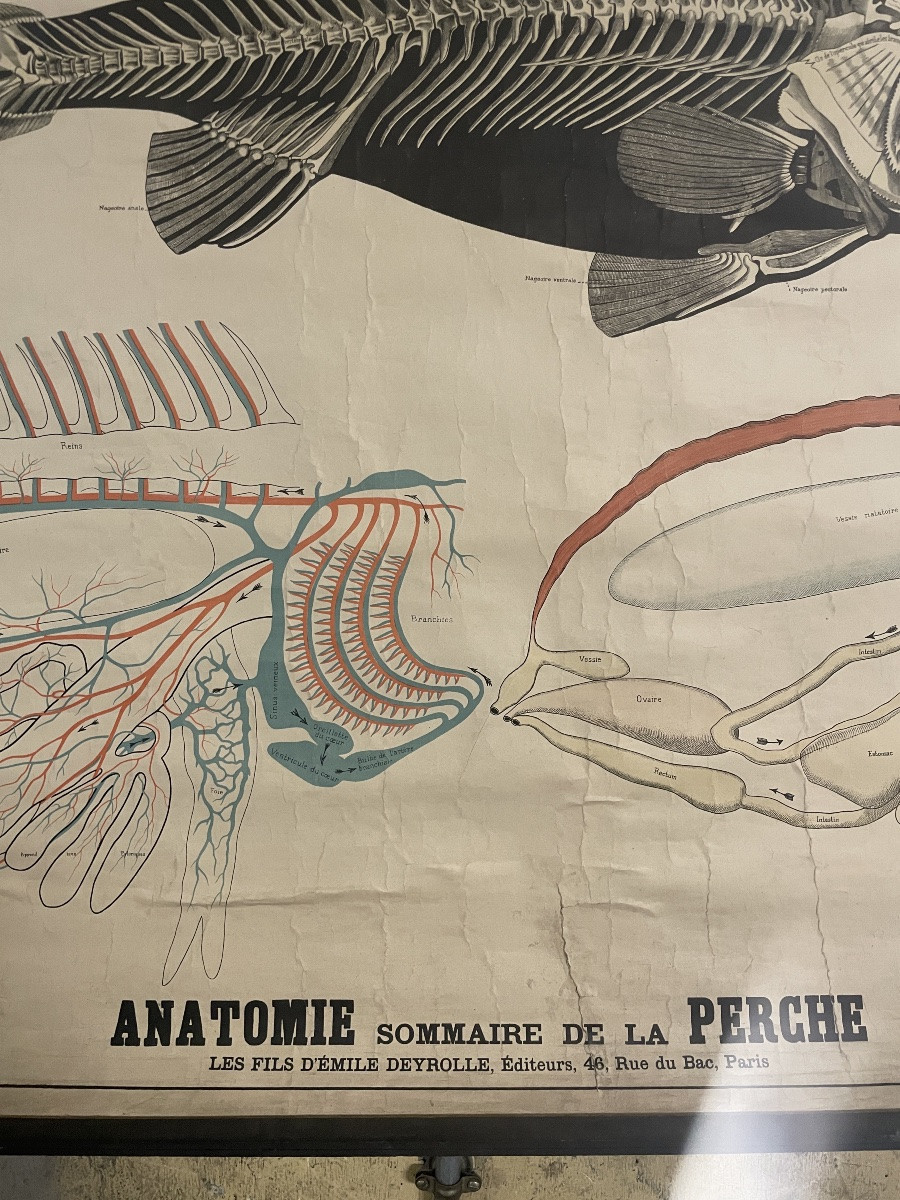 Ancienne affiche anatomique de la Perche Deyrolle-photo-2