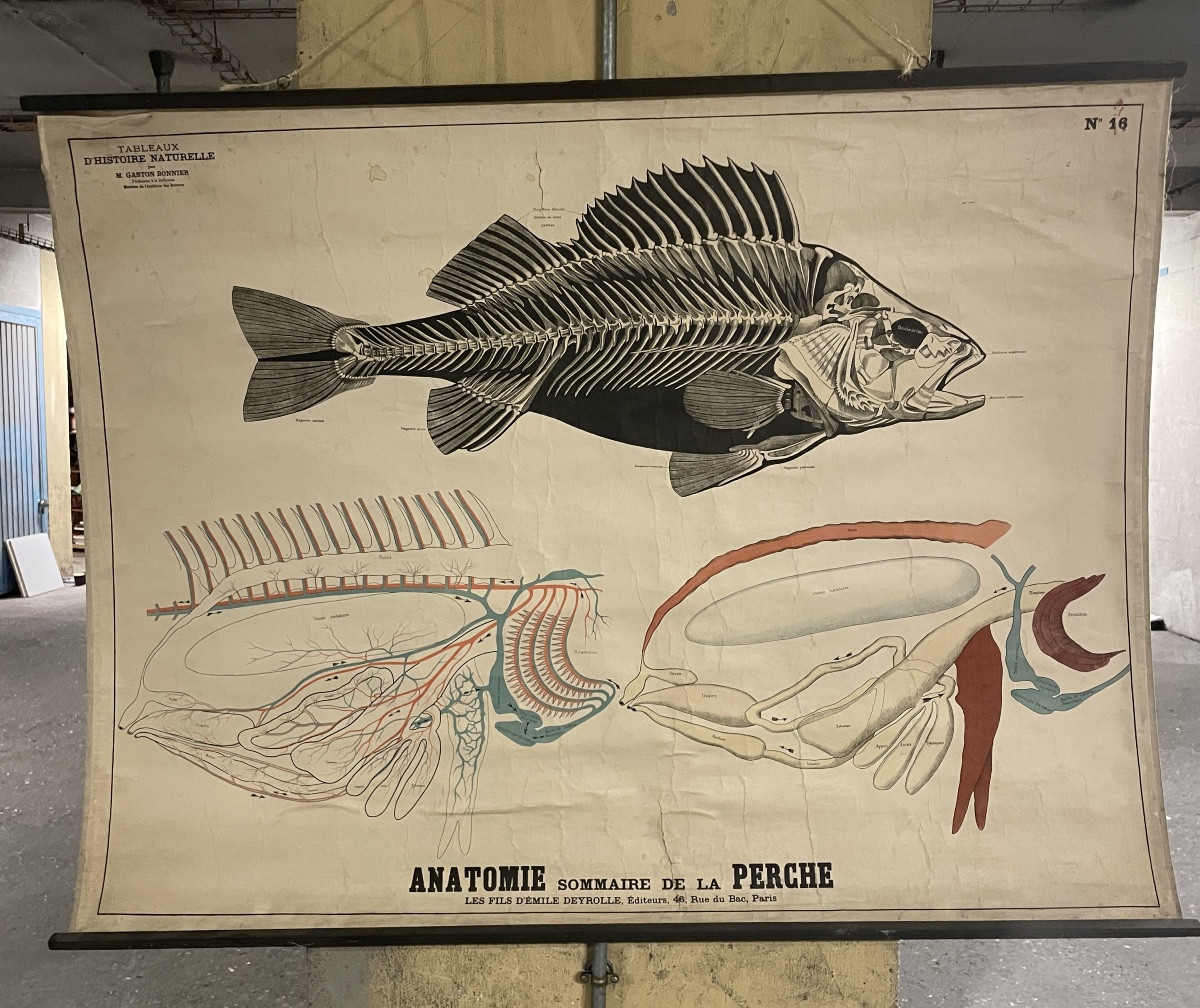 Ancienne affiche anatomique de la Perche Deyrolle