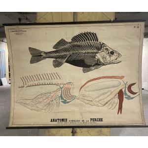 Ancienne affiche anatomique de la Perche Deyrolle
