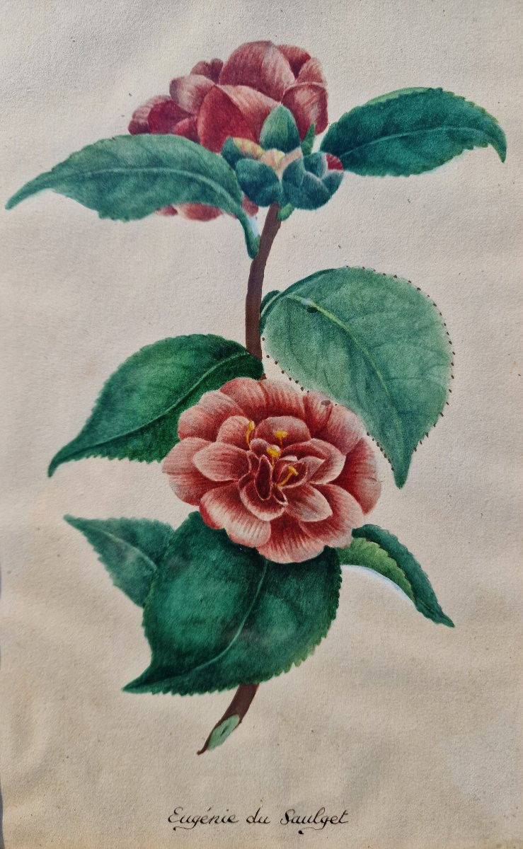 Set Of 4 Botanical Watercolors By Eugénie Grisard Du Saulget, Wife Of The Painter Auguste Desprez -photo-3