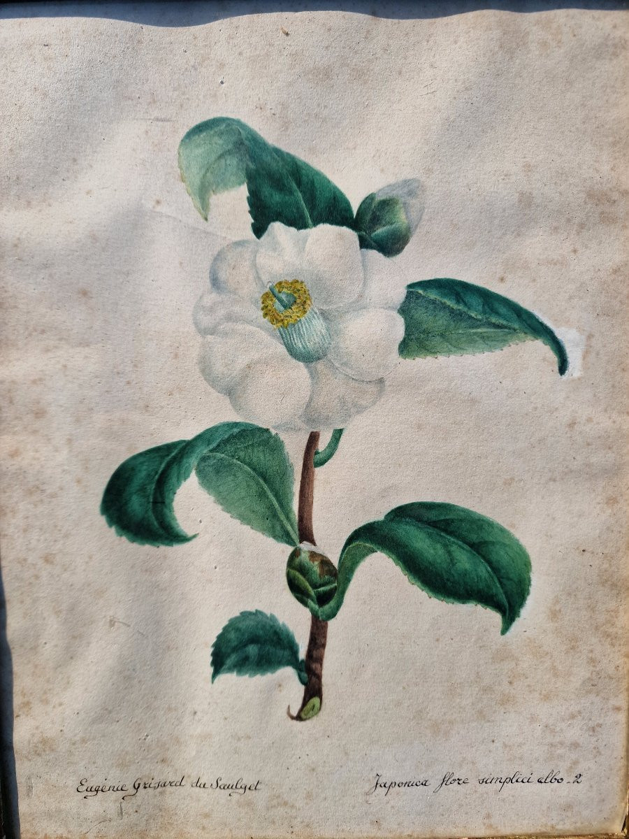 Set Of 4 Botanical Watercolors By Eugénie Grisard Du Saulget, Wife Of The Painter Auguste Desprez -photo-1