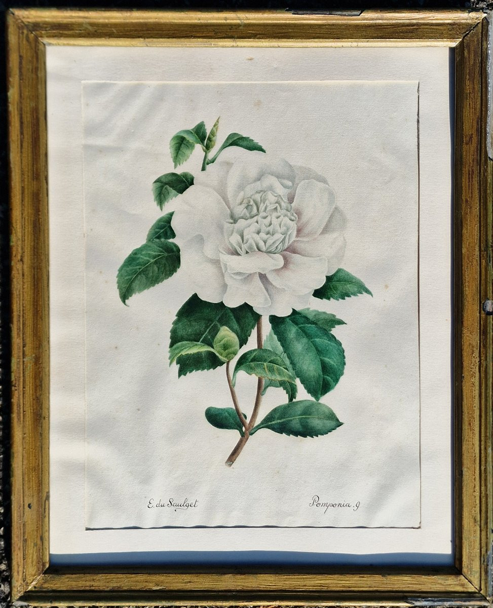 Set Of 4 Botanical Watercolors By Eugénie Grisard Du Saulget, Wife Of The Painter Auguste Desprez -photo-2