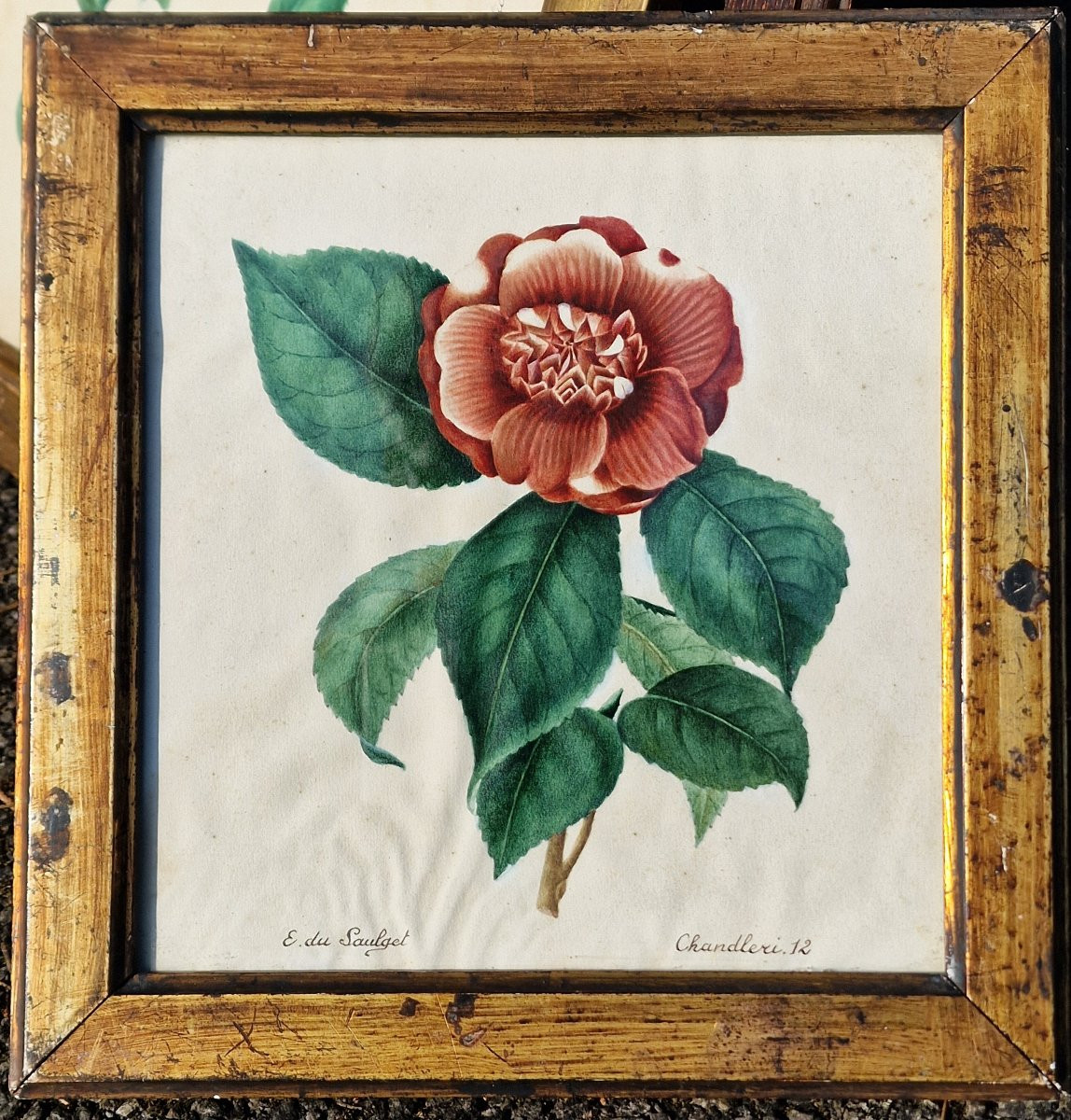Set Of 4 Botanical Watercolors By Eugénie Grisard Du Saulget, Wife Of The Painter Auguste Desprez -photo-3