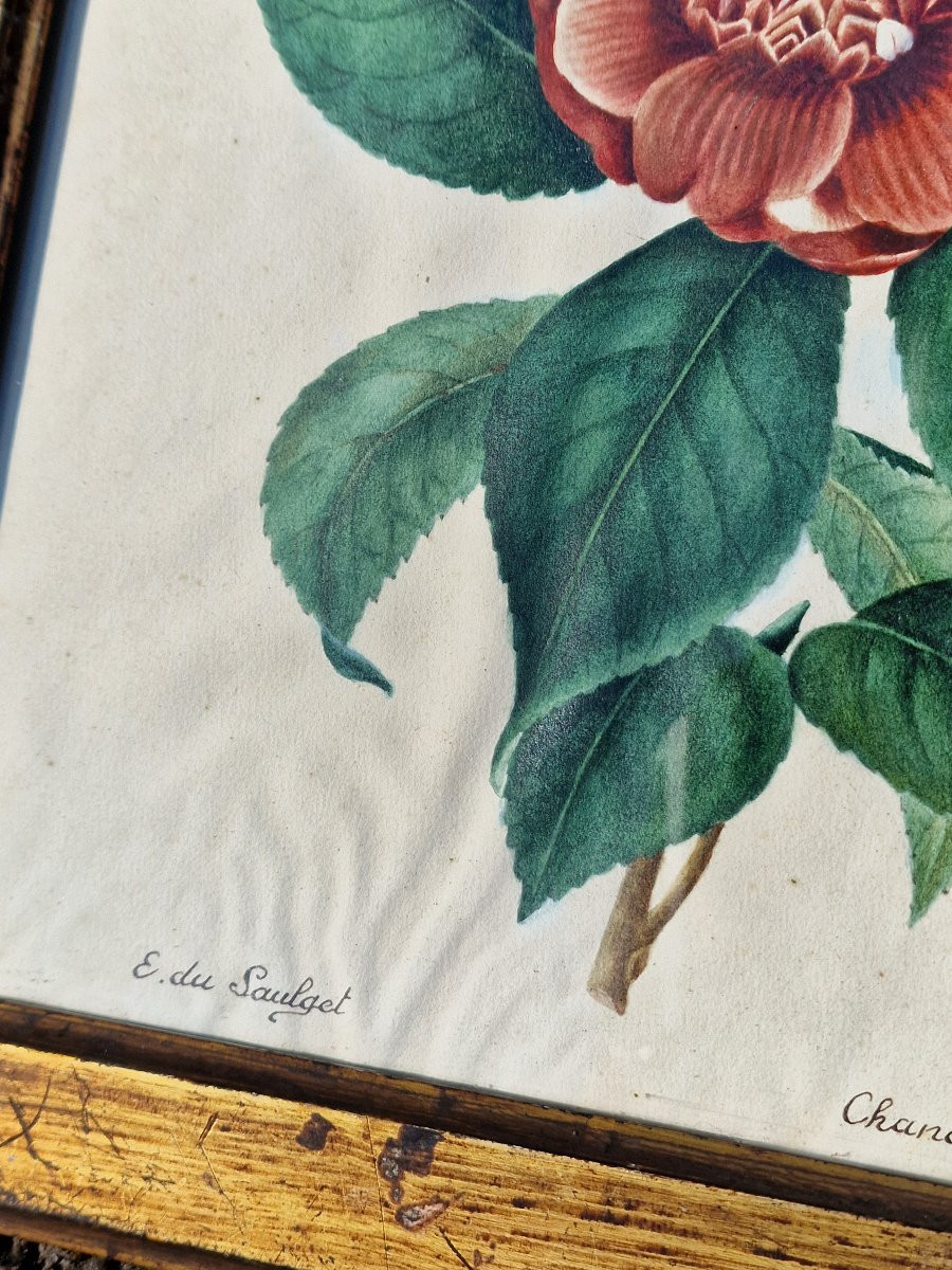Set Of 4 Botanical Watercolors By Eugénie Grisard Du Saulget, Wife Of The Painter Auguste Desprez -photo-4