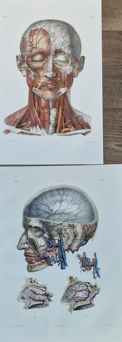 Lot Of Anatomical Engravings From The Medical Treatise By Bourgery And Jacob, Circa 1840, Lot 1-photo-2