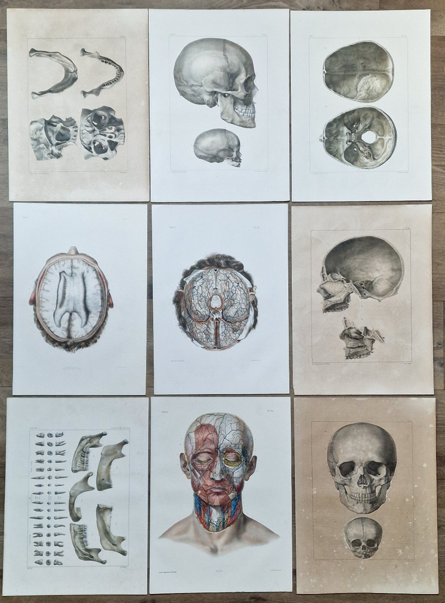 Lot Of Anatomical Engravings From The Medical Treatise By Bourgery And Jacob, Circa 1840, Lot 1
