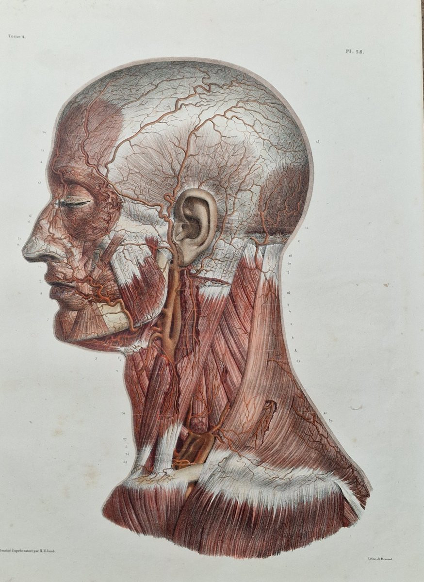 Lot Of Anatomical Engravings From The Medical Treatise By Bourgery And Jacob, Circa 1840, Lot 3-photo-2