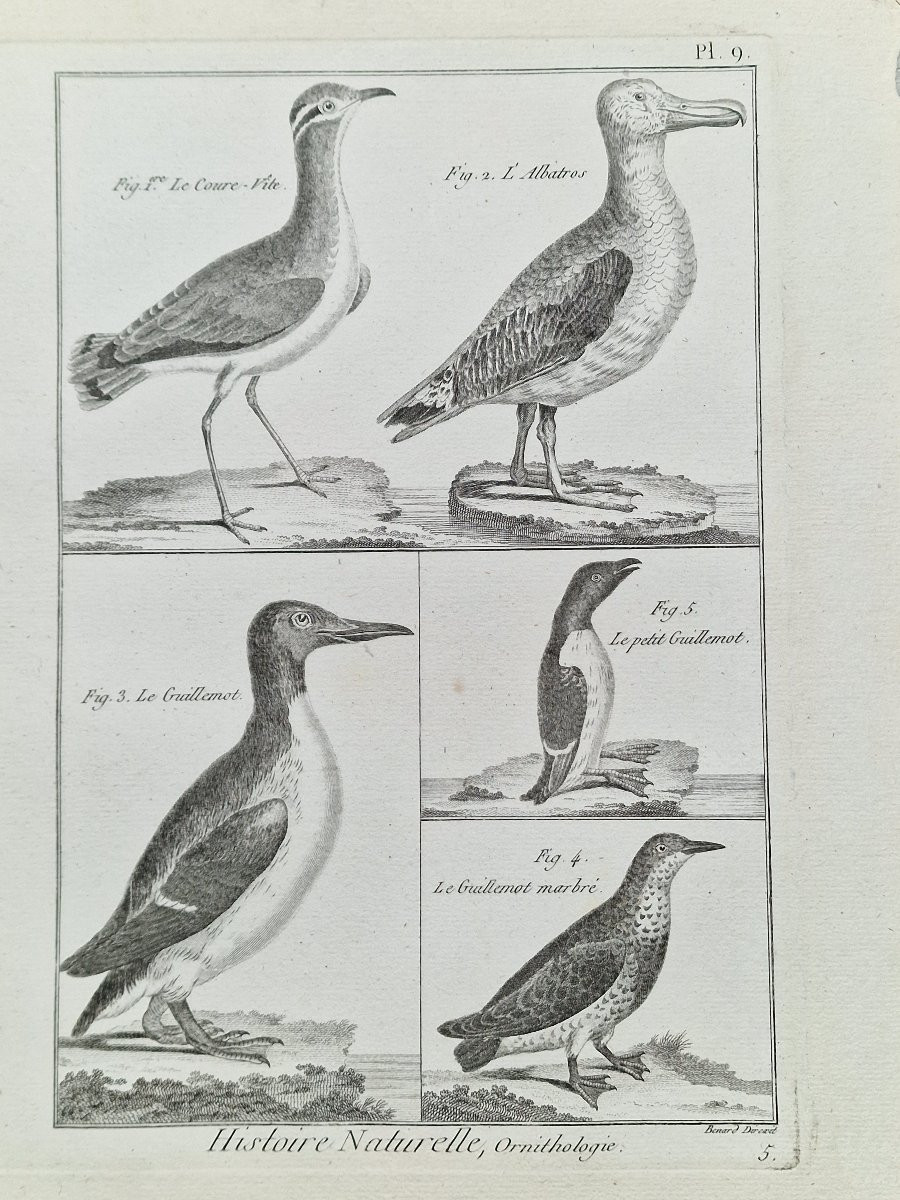 Lot de 6 gravures oiseaux 18ème ornithologique par Jacques Renaud Bénard (1731-1794) lot 1-photo-4