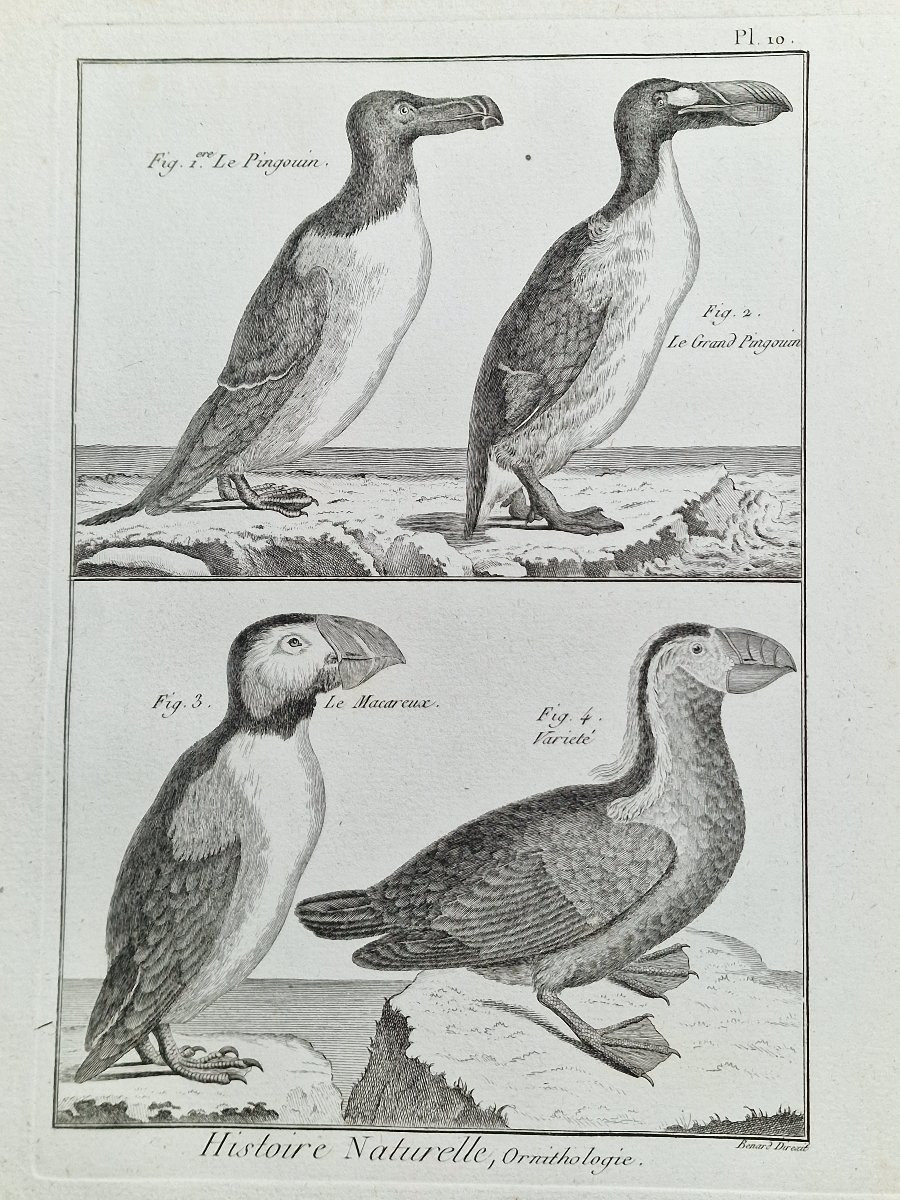Lot de 6 gravures oiseaux 18ème ornithologique par Jacques Renaud Bénard (1731-1794) lot 2-photo-2