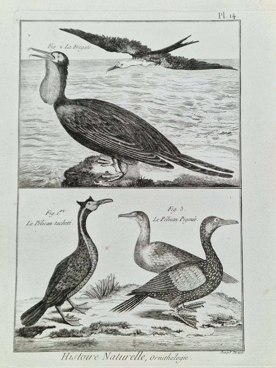 Lot de 6 gravures oiseaux 18ème ornithologique par Jacques Renaud Bénard (1731-1794) lot 2-photo-1