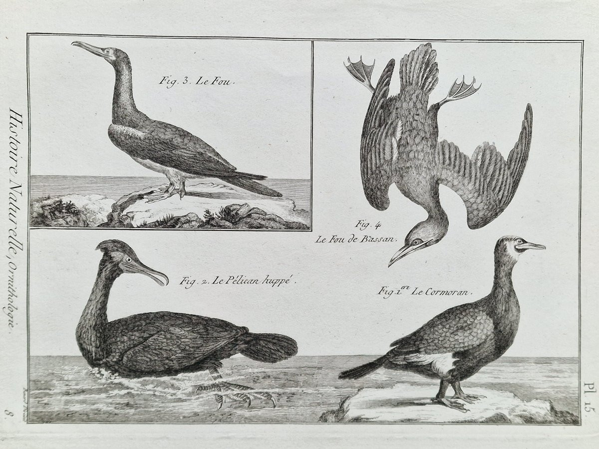 Lot de 6 gravures oiseaux 18ème ornithologique par Jacques Renaud Bénard (1731-1794) lot 2-photo-2