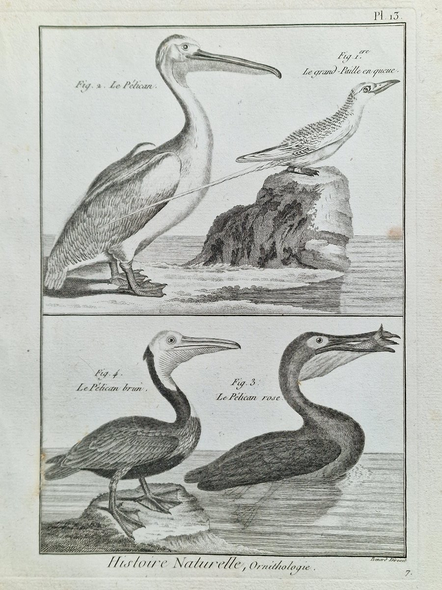 Lot de 6 gravures oiseaux 18ème ornithologique par Jacques Renaud Bénard (1731-1794) lot 2-photo-3