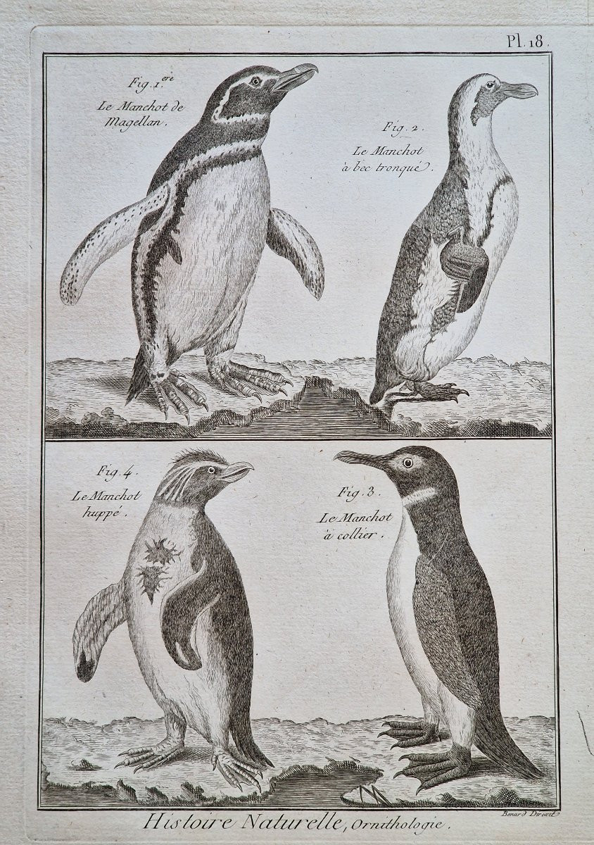 Lot de 6 gravures oiseaux 18ème ornithologique par Jacques Renaud Bénard (1731-1794) lot 3-photo-3