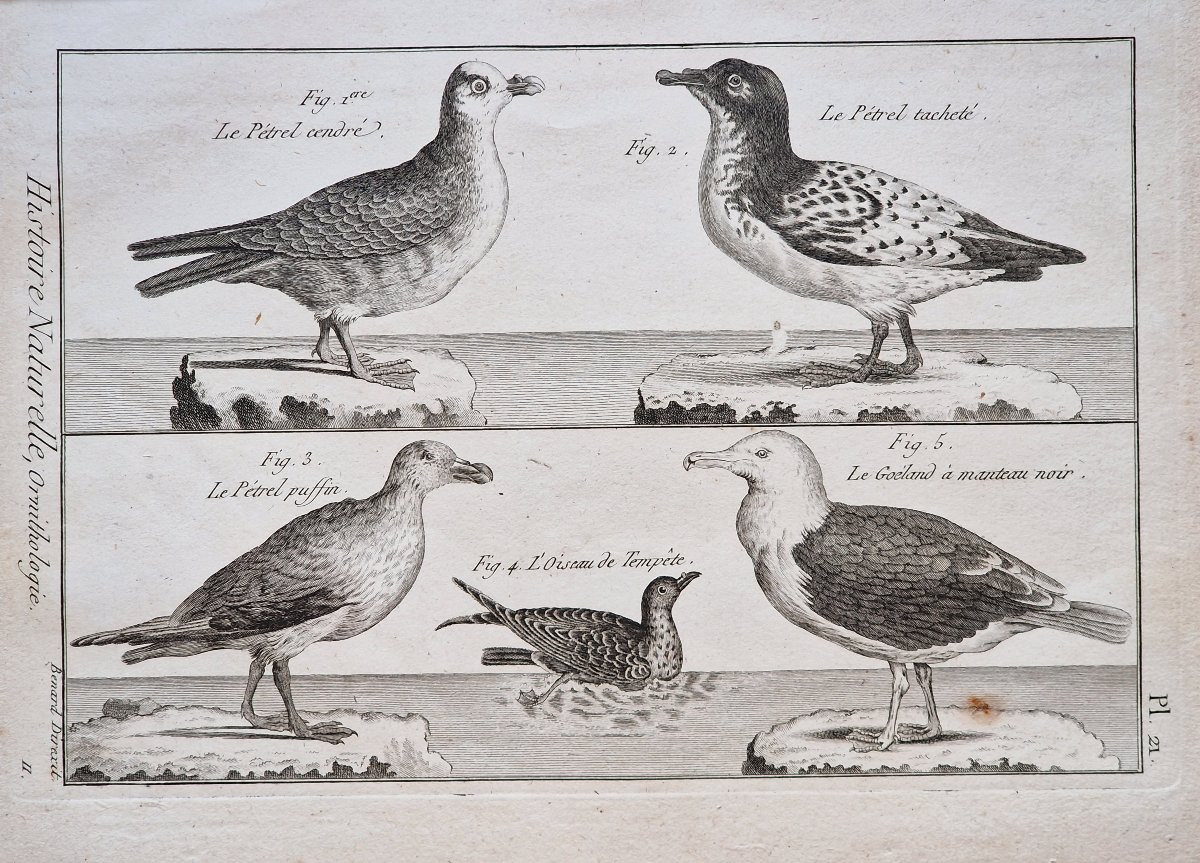 Lot de 6 gravures oiseaux 18ème ornithologique par Jacques Renaud Bénard (1731-1794) lot 3-photo-1