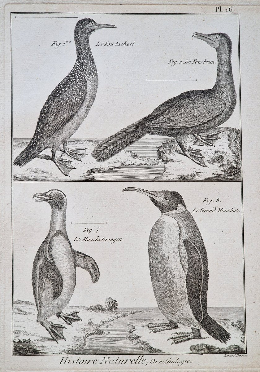 Lot de 6 gravures oiseaux 18ème ornithologique par Jacques Renaud Bénard (1731-1794) lot 3-photo-2