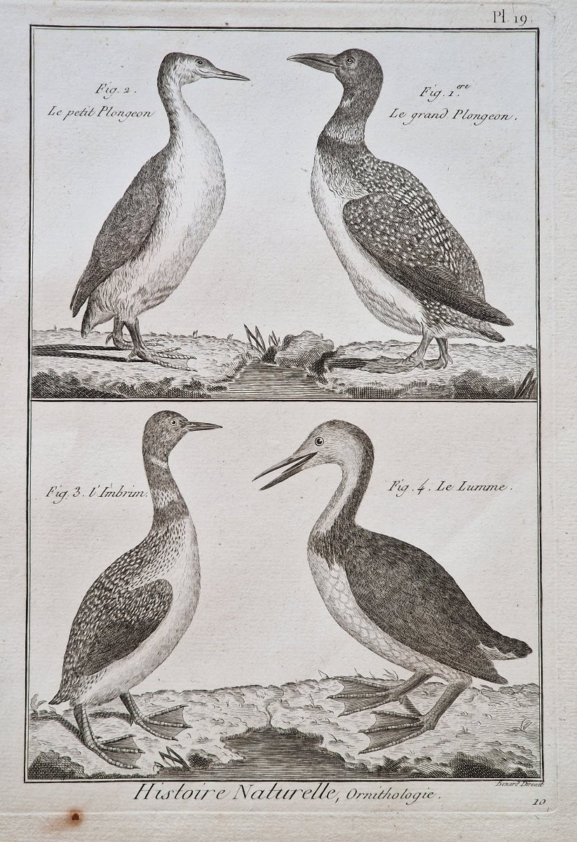 Lot de 6 gravures oiseaux 18ème ornithologique par Jacques Renaud Bénard (1731-1794) lot 3-photo-3