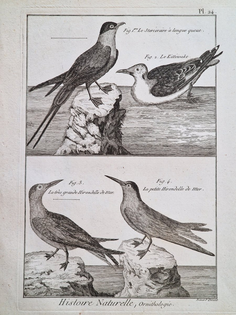 Set Of 6 18th-century Ornithological Bird Engravings By Jacques Renaud Bénard (1731-1794) Lot 4-photo-2