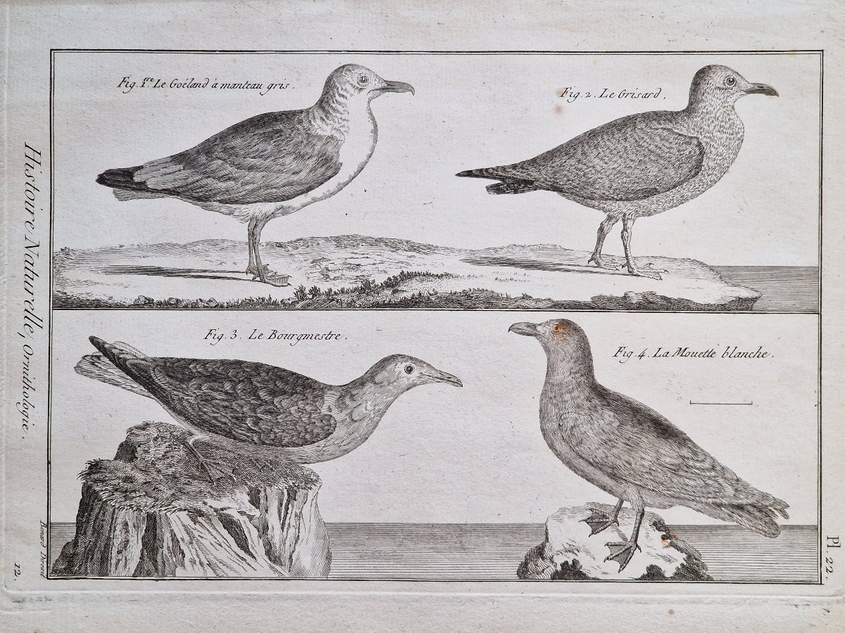Set Of 6 18th-century Ornithological Bird Engravings By Jacques Renaud Bénard (1731-1794) Lot 4-photo-3