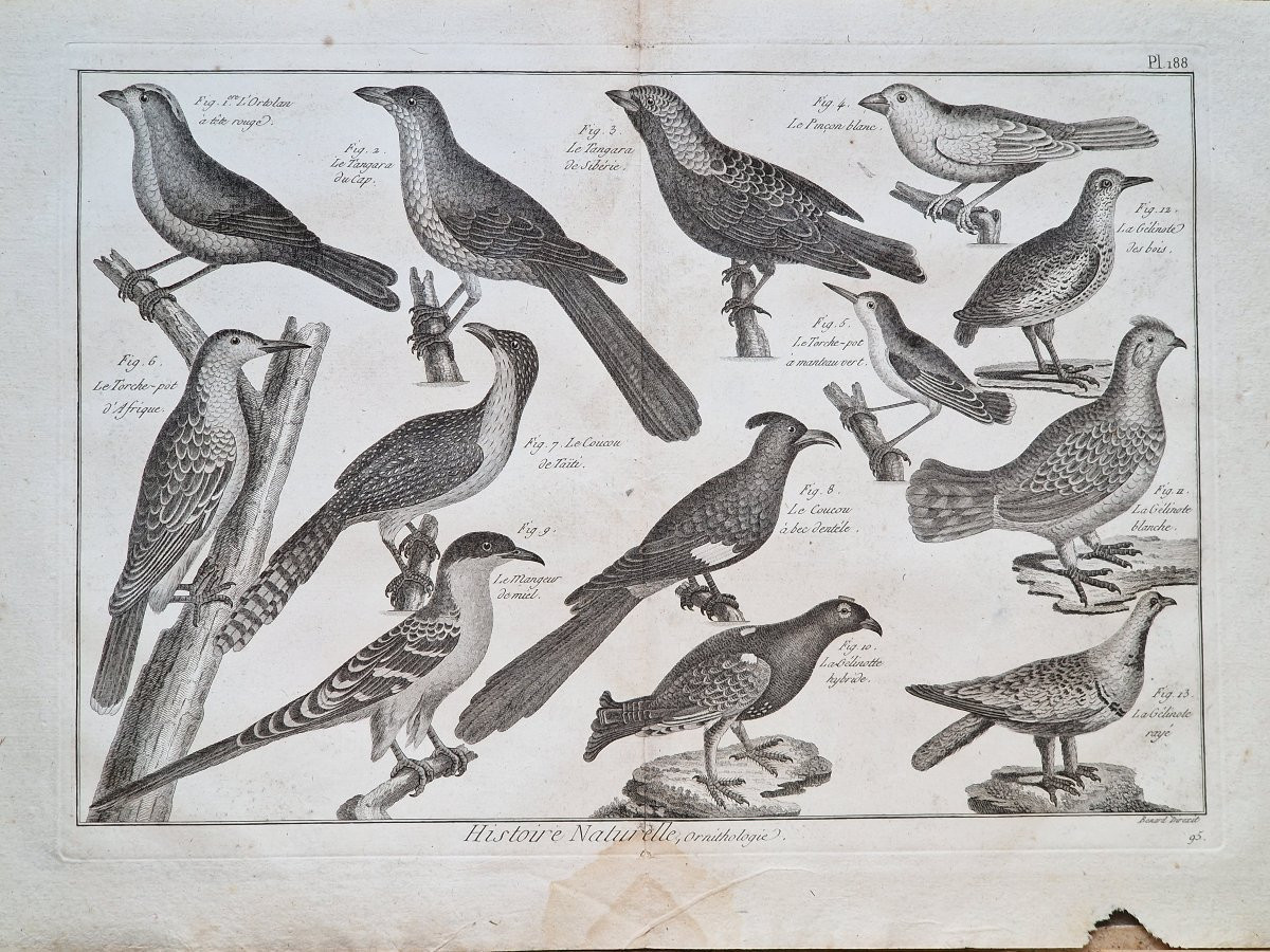 Set Of 6 18th-century Ornithological Bird Engravings By Jacques Renaud Bénard (1731-1794) Lot 4-photo-4