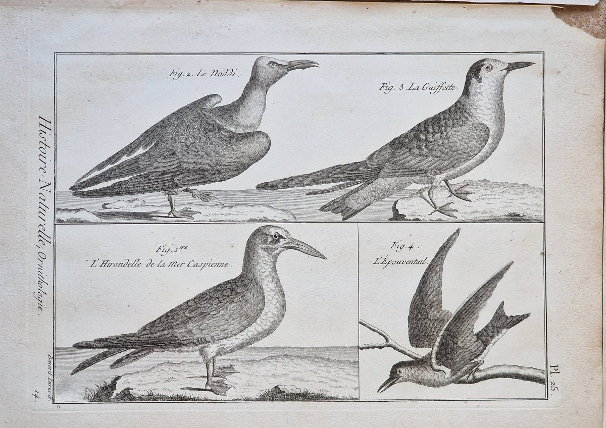Set Of 6 18th-century Ornithological Bird Engravings By Jacques Renaud Bénard (1731-1794) Lot 4-photo-1