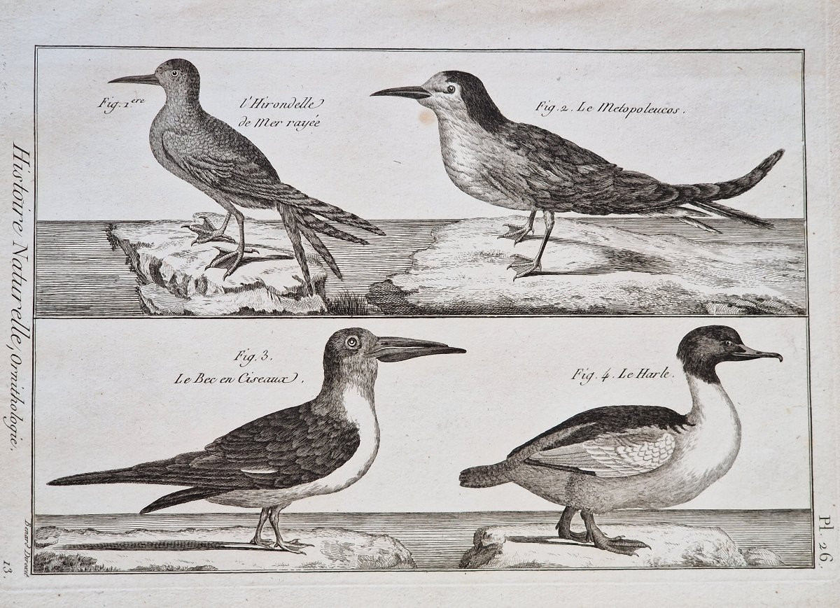 Set Of 6 18th-century Ornithological Bird Engravings By Jacques Renaud Bénard (1731-1794) Lot 4-photo-2