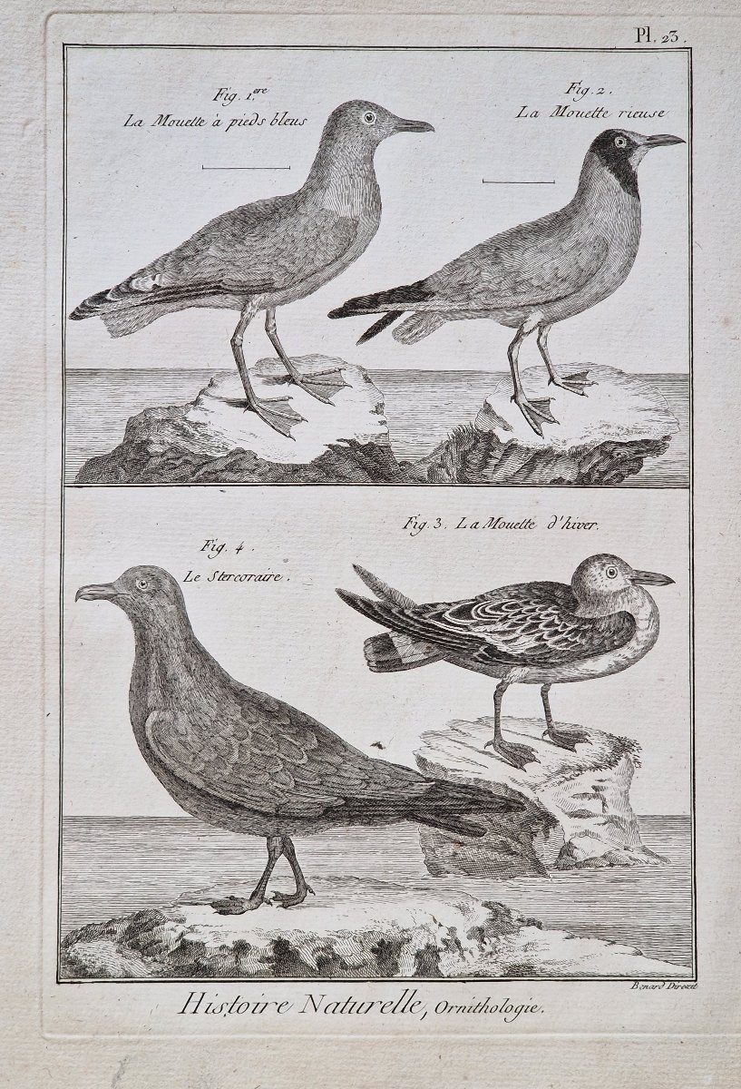 Set Of 6 18th-century Ornithological Bird Engravings By Jacques Renaud Bénard (1731-1794) Lot 4-photo-3
