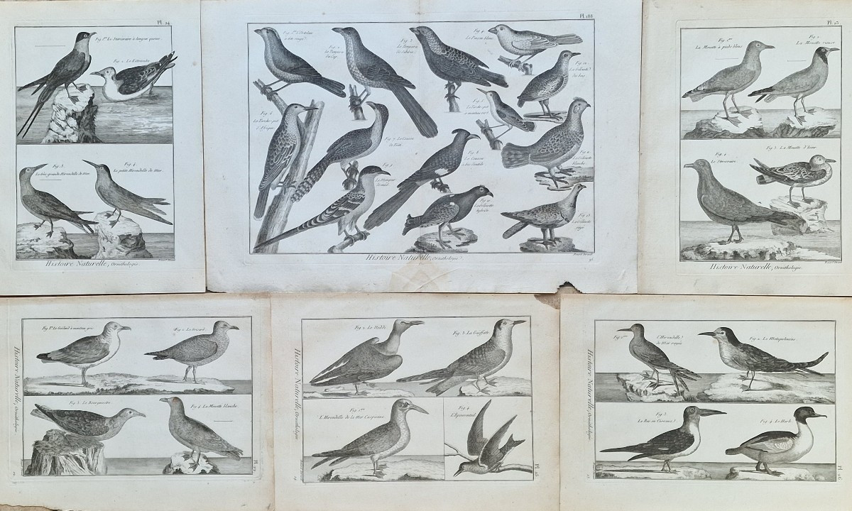 Set Of 6 18th-century Ornithological Bird Engravings By Jacques Renaud Bénard (1731-1794) Lot 4