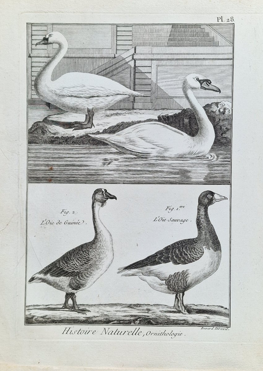 Lot de 6 gravures oiseaux 18ème ornithologique par Jacques Renaud Bénard (1731-1794) lot 5-photo-2