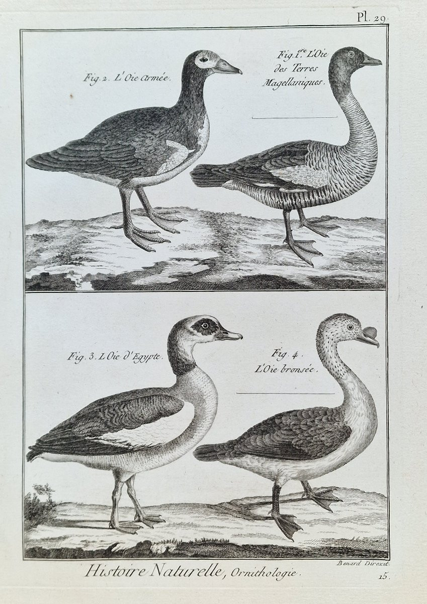 Lot de 6 gravures oiseaux 18ème ornithologique par Jacques Renaud Bénard (1731-1794) lot 5-photo-3