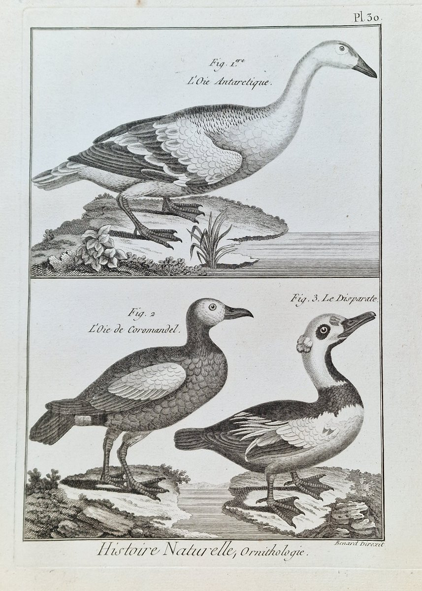 Lot de 6 gravures oiseaux 18ème ornithologique par Jacques Renaud Bénard (1731-1794) lot 5-photo-4