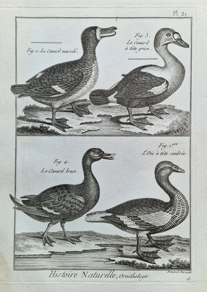Lot de 6 gravures oiseaux 18ème ornithologique par Jacques Renaud Bénard (1731-1794) lot 5-photo-1