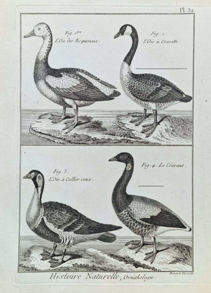 Lot de 6 gravures oiseaux 18ème ornithologique par Jacques Renaud Bénard (1731-1794) lot 5-photo-2