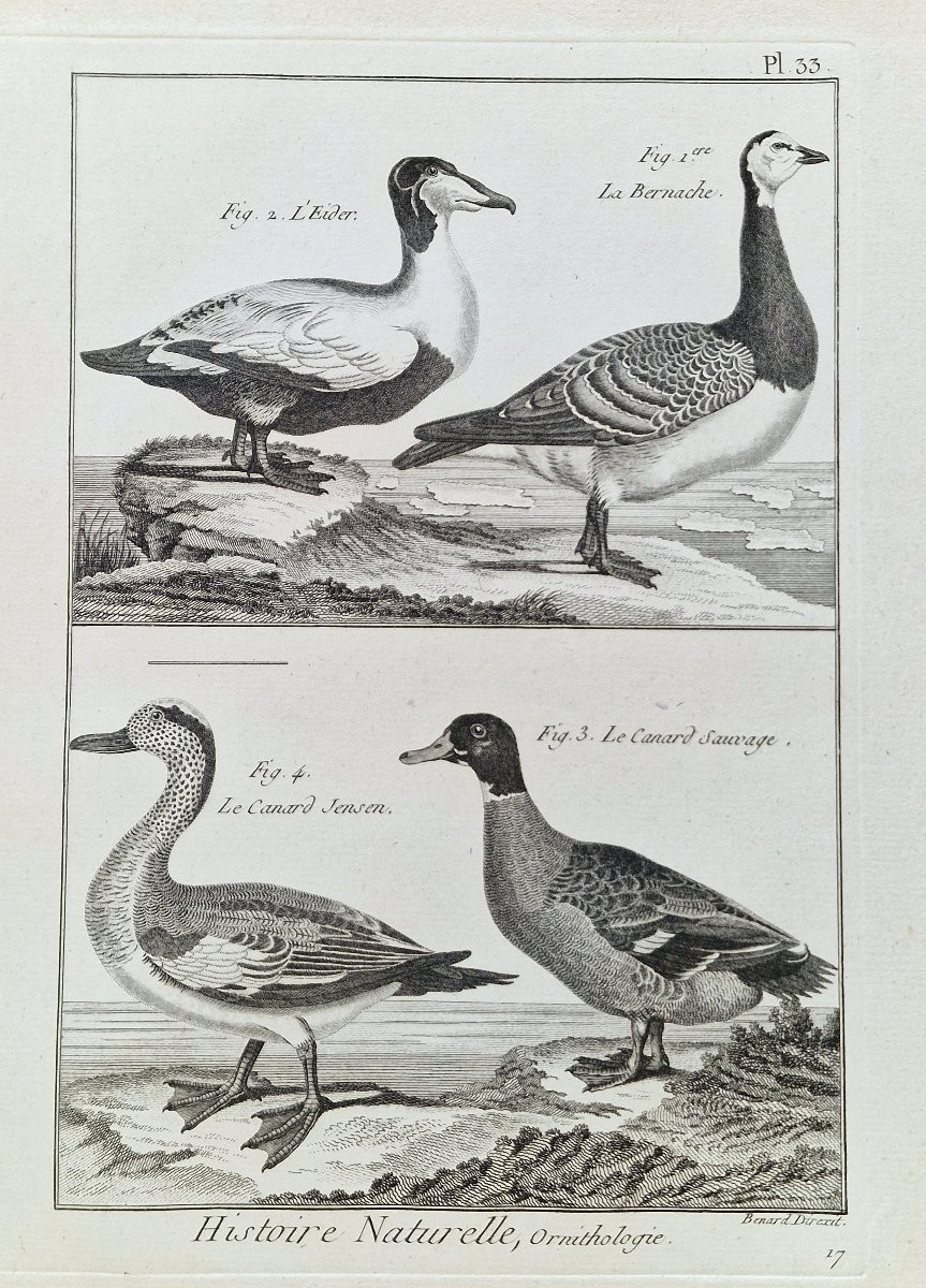 Lot de 6 gravures oiseaux 18ème ornithologique par Jacques Renaud Bénard (1731-1794) lot 5-photo-3
