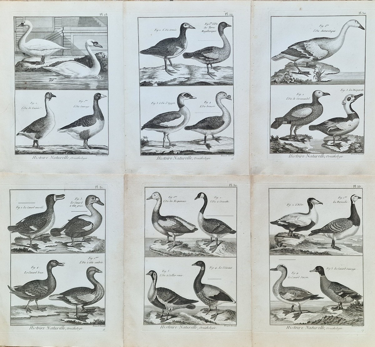 Lot de 6 gravures oiseaux 18ème ornithologique par Jacques Renaud Bénard (1731-1794) lot 5