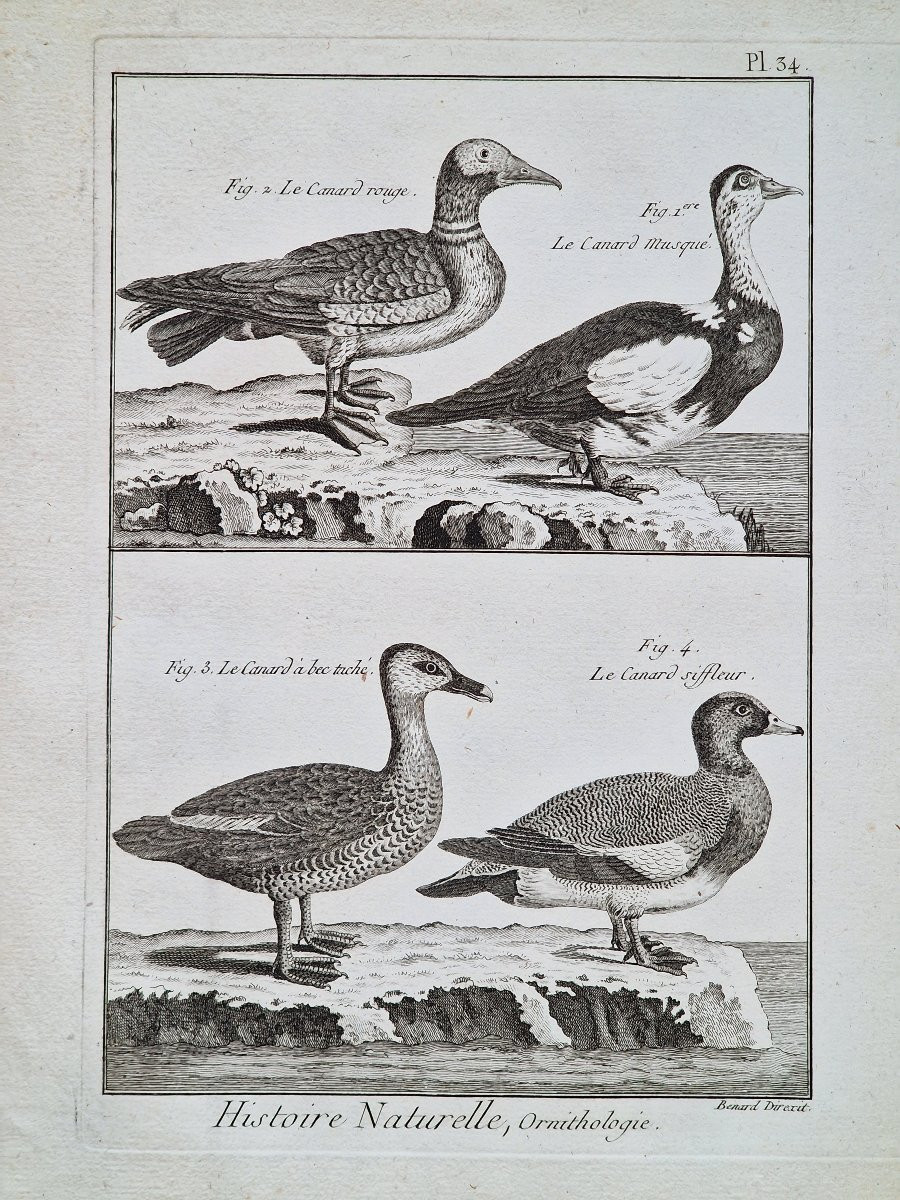 Lot de 6 gravures oiseaux 18ème ornithologique par Jacques Renaud Bénard (1731-1794) lot 6-photo-3