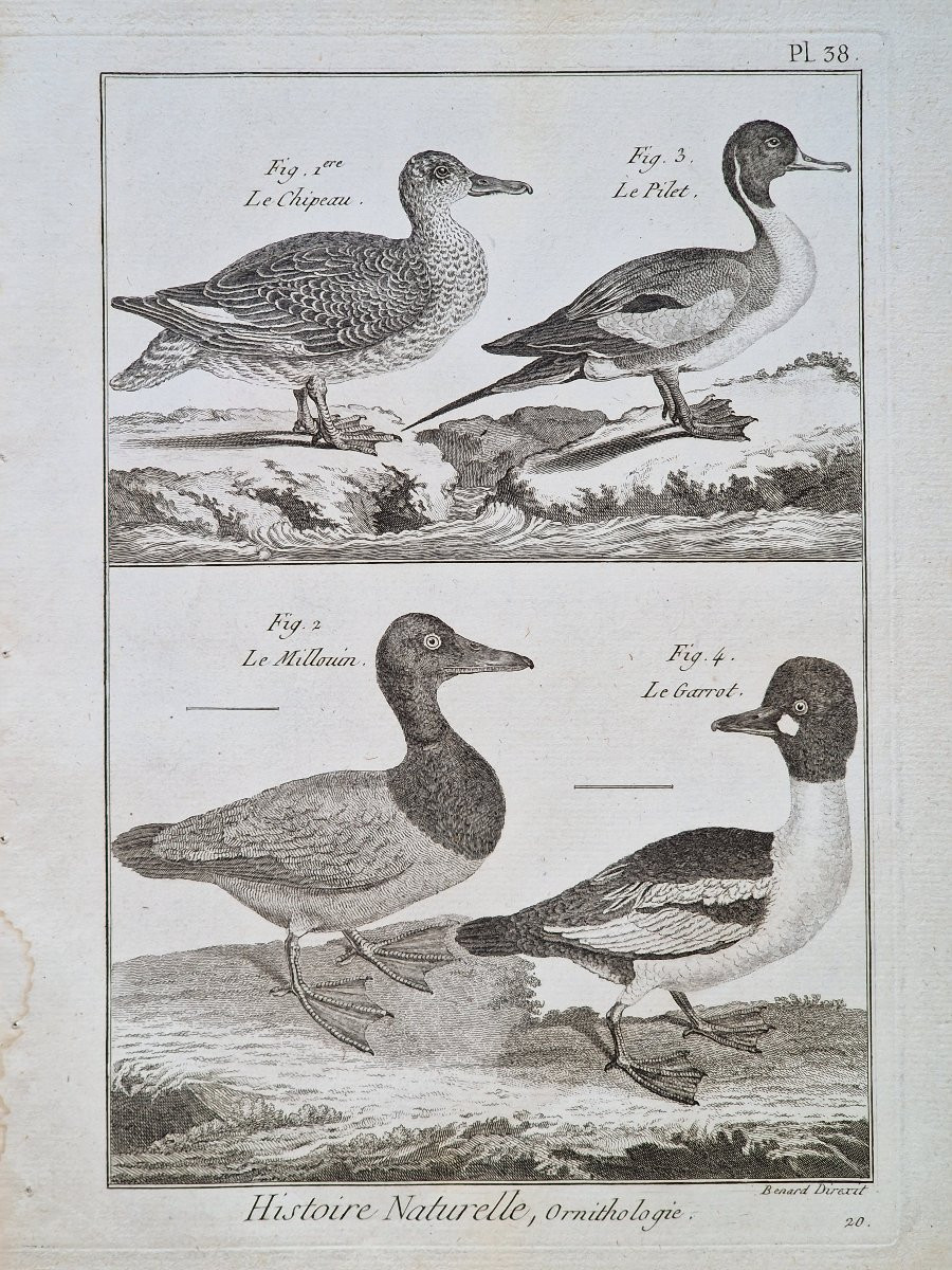 Lot de 6 gravures oiseaux 18ème ornithologique par Jacques Renaud Bénard (1731-1794) lot 6-photo-3
