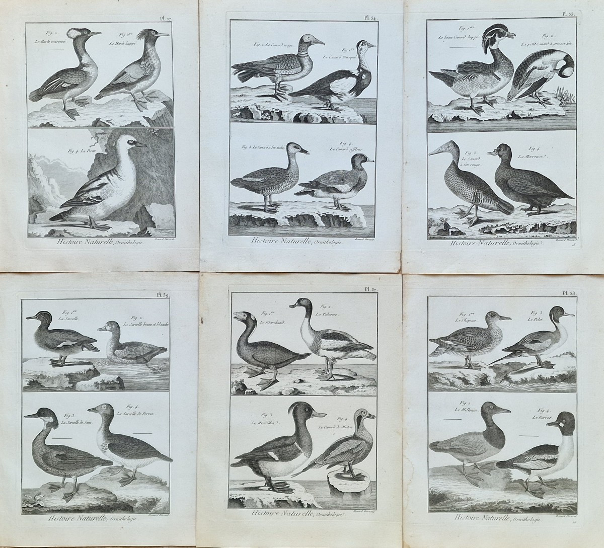 Lot de 6 gravures oiseaux 18ème ornithologique par Jacques Renaud Bénard (1731-1794) lot 6