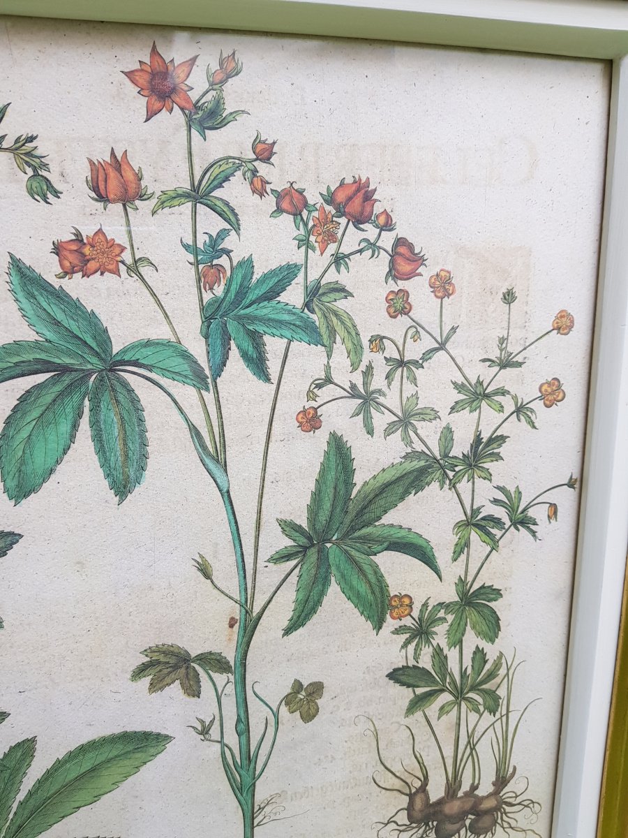 Pair Of Botanical Prints 17 / 18th From Basilius Besler (1561-1629)-photo-3