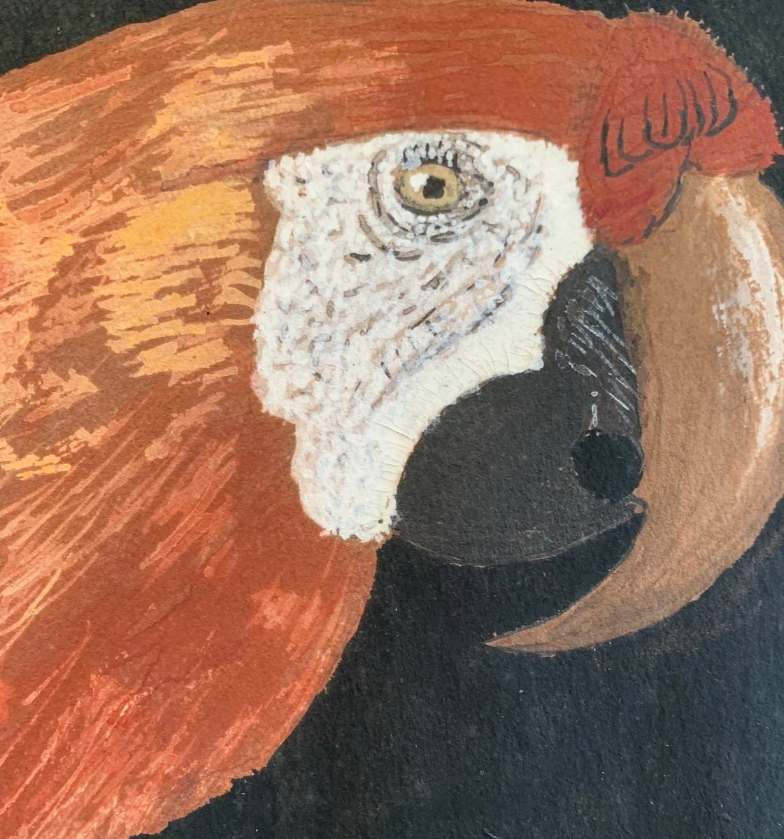 Large Watercolor Napoleon III Parrot -photo-3