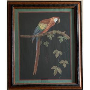Grande Aquarelle Napoléon III Perroquet 